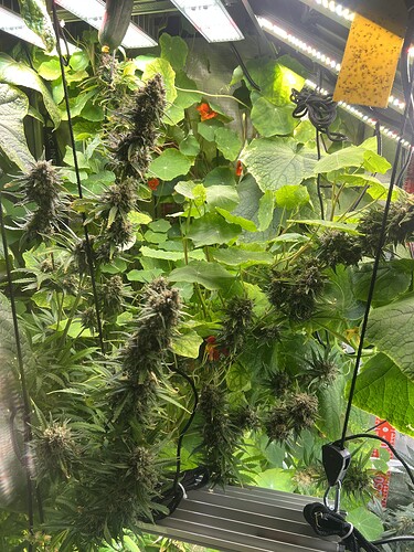 Growreport Bild 42