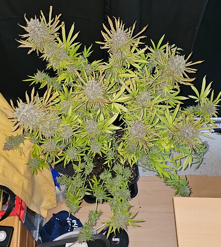 Growreport Bild 47