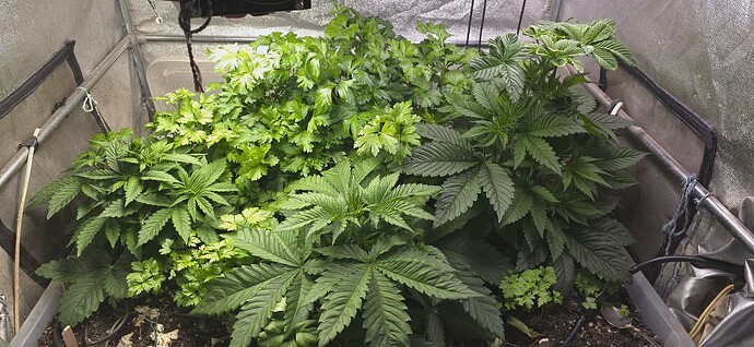 Growreport Bild 1