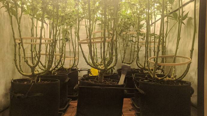 Growreport Bild 5