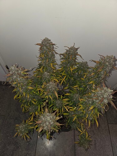 Growreport Bild 8