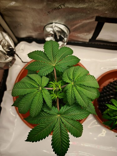 Growreport Bild 11