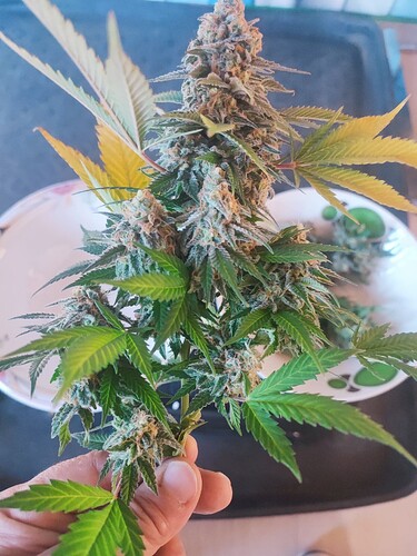 Growreport Bild 15