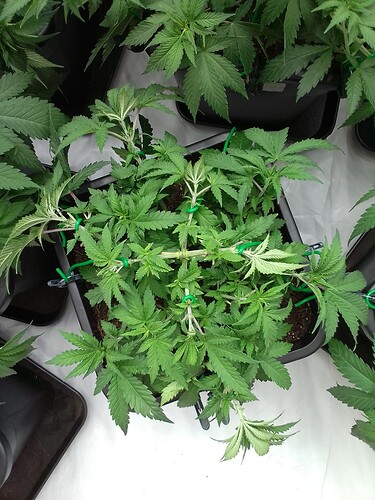 Growreport Bild 4
