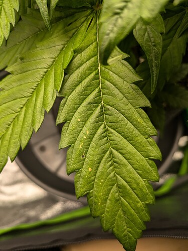 Growreport Bild 32