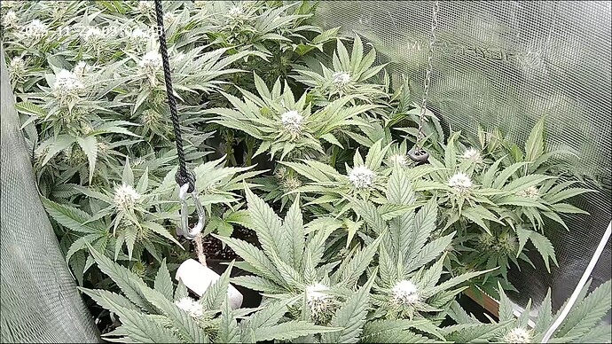 Growreport Bild 10