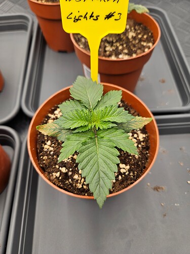 Growreport Bild 11