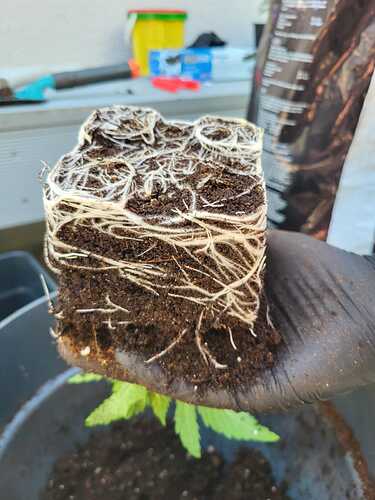 Growreport Bild 17