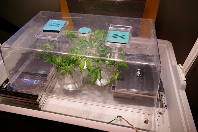 Stecklinge1__VT76BT29