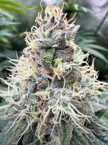 Growreport Bild 1