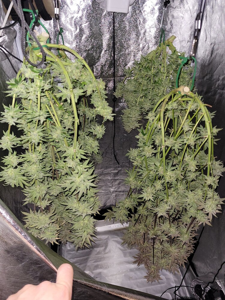 Organic Mixed Fem Run - Skywalker Kush & Currylato aka Sunlato