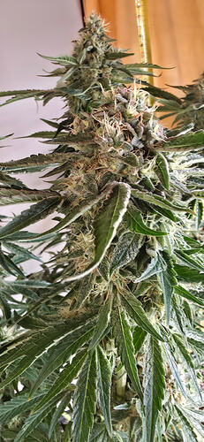Growreport Bild 38