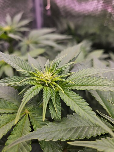 Growreport Bild 7
