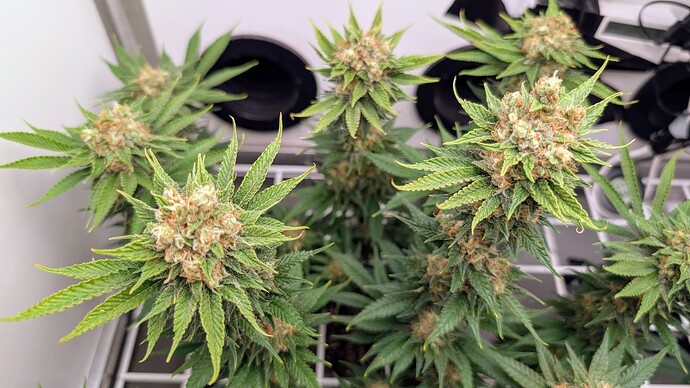 Growreport Bild 30