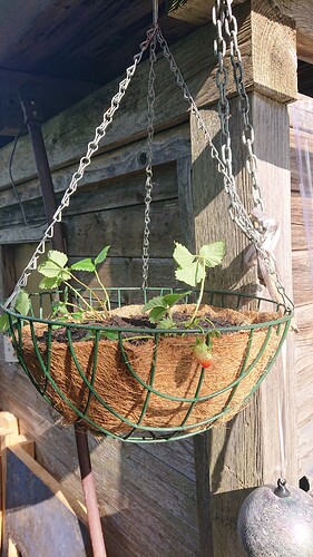 Growreport Bild 5