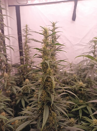 Growreport Bild 15