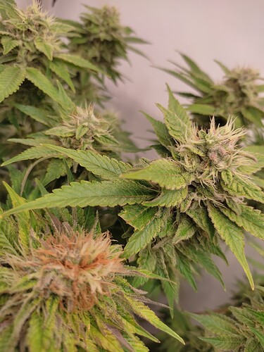 Growreport Bild 53