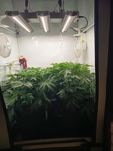 Growreport Bild 3