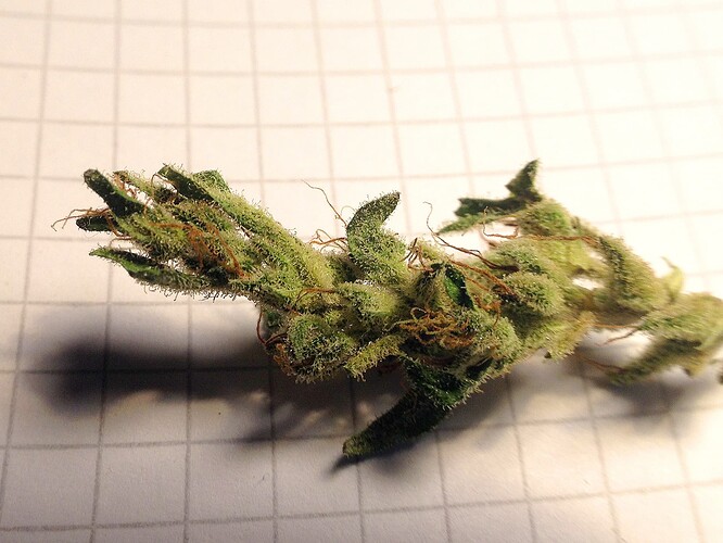 BlueDream24FirstFlush_2