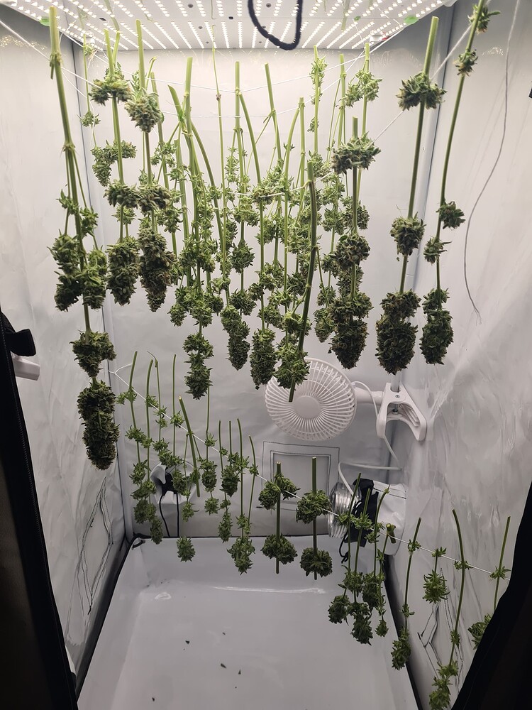 Mein erster Grow ist gestartet: Master Kush im Keller 60x60x160 Indoor