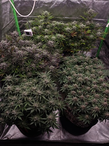 Growreport Bild 23