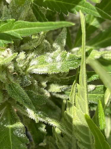 Growreport Bild 32