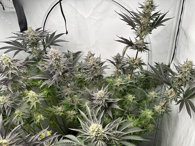 Growreport Bild 9