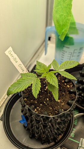 PXL_20250321_195545641.MP