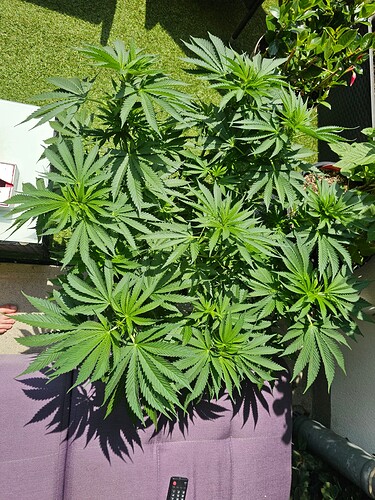 Growreport Bild 6