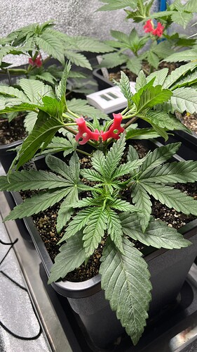 Growreport Bild 3