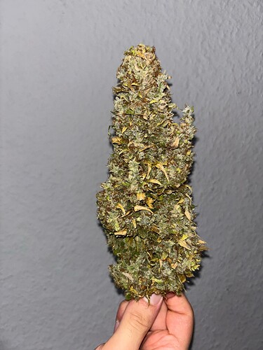 Growreport Bild 7