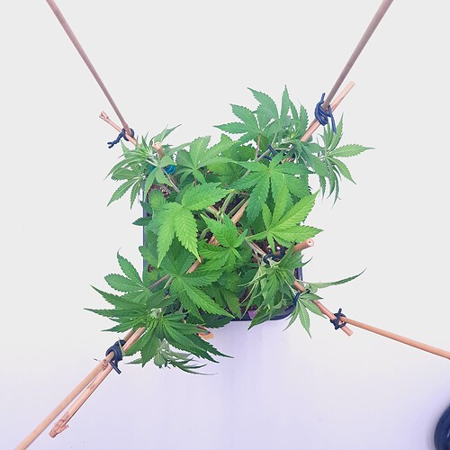 Growreport Bild 19