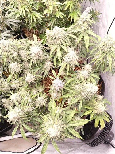 Growreport Bild 3