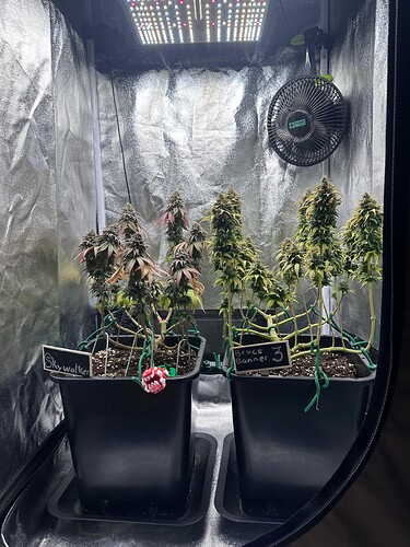 Growreport Bild 2