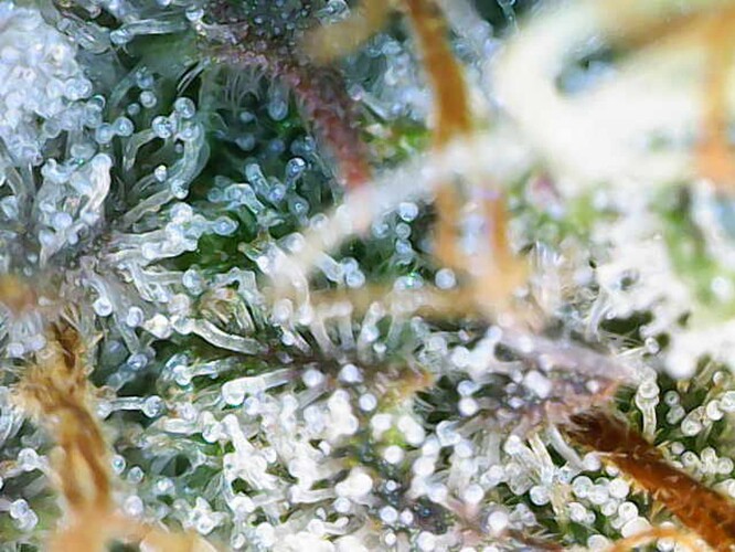Growreport Bild 24