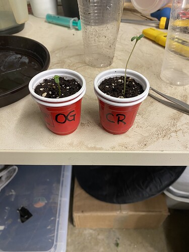 Growreport Bild 33