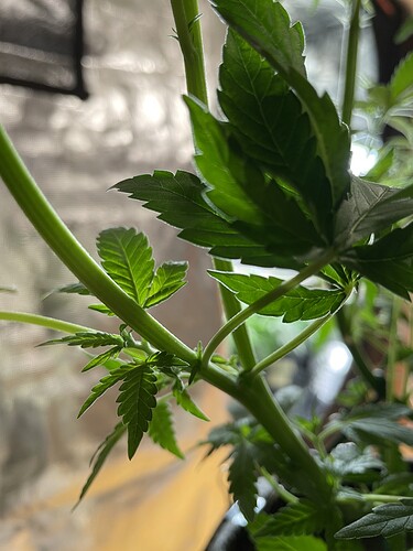 Nahaufnahme einer jungen Cannabispflanze im Wuchsstadium mit mehreren grünen Blättern und Stängeln, die sich in einem Zelt oder einer ähnlichen Umgebung befinden.