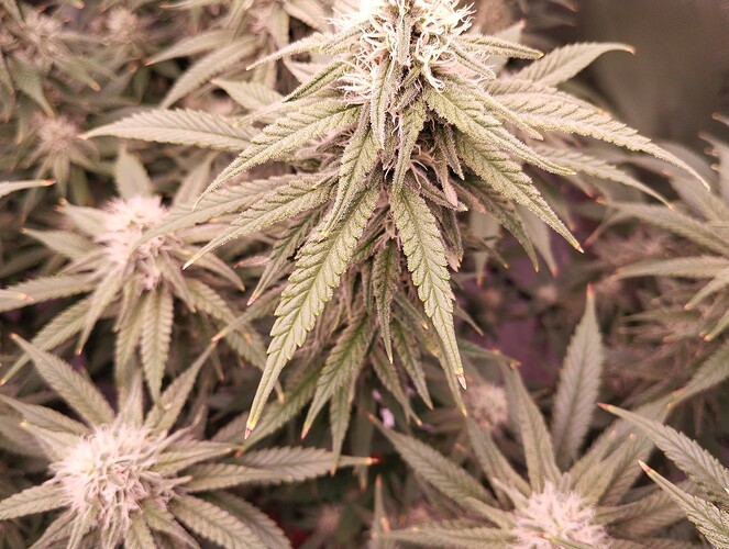 Growreport Bild 6