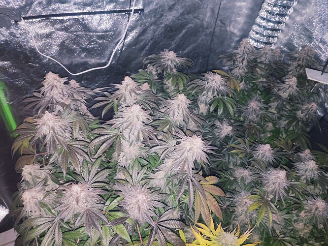 Growreport Bild 12