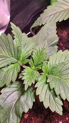 Growreport Bild 7