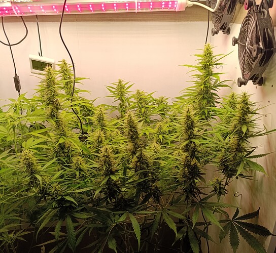 Growreport Bild 2