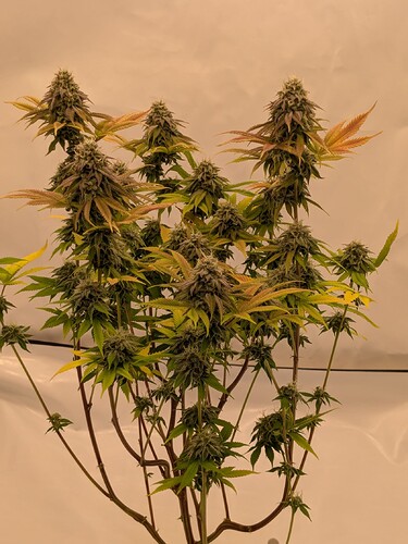 PXL_20240706_160551376