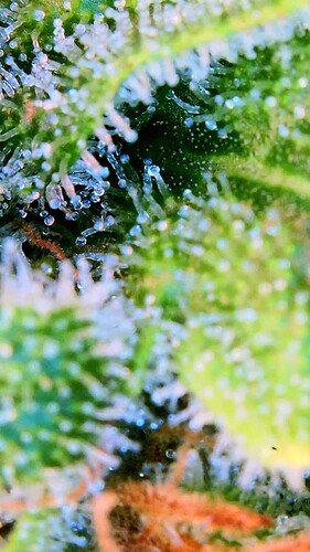 Growreport Bild 39