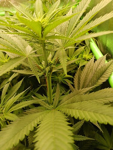 Growreport Bild 3