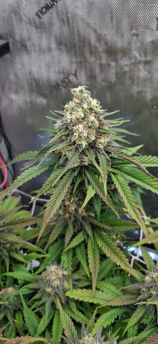 Growreport Bild 11