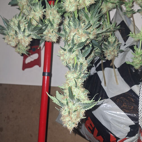 Growreport Bild 11