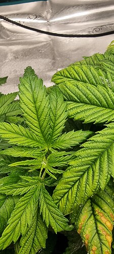 Growreport Bild 13