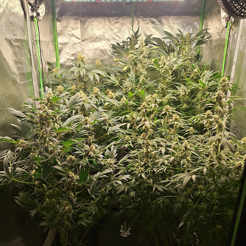 Growreport Bild 1
