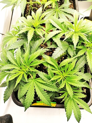 Growreport Bild 14