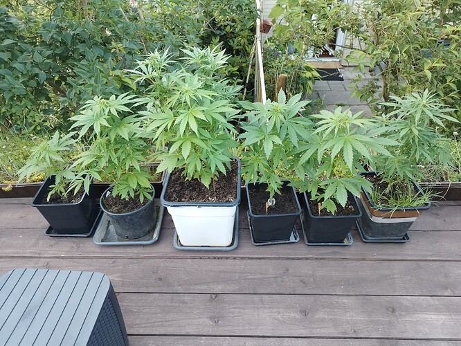 Growreport Bild 13